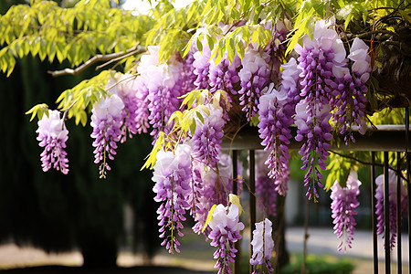 春季花园绽放的紫藤花朵图片
