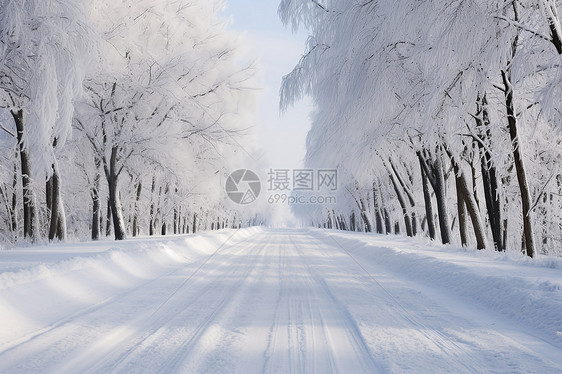 冬日林中的道路图片