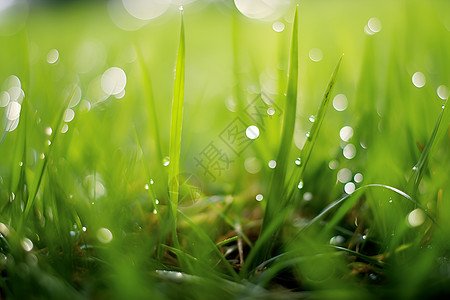 雨天车窗小草上的雨水背景