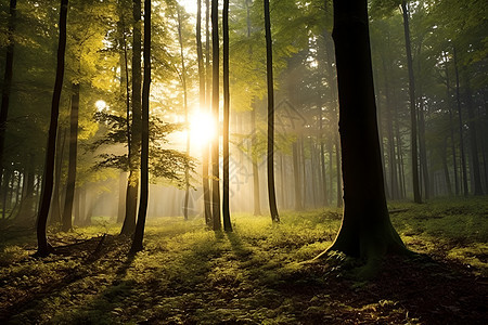 森林里的朝阳背景图片