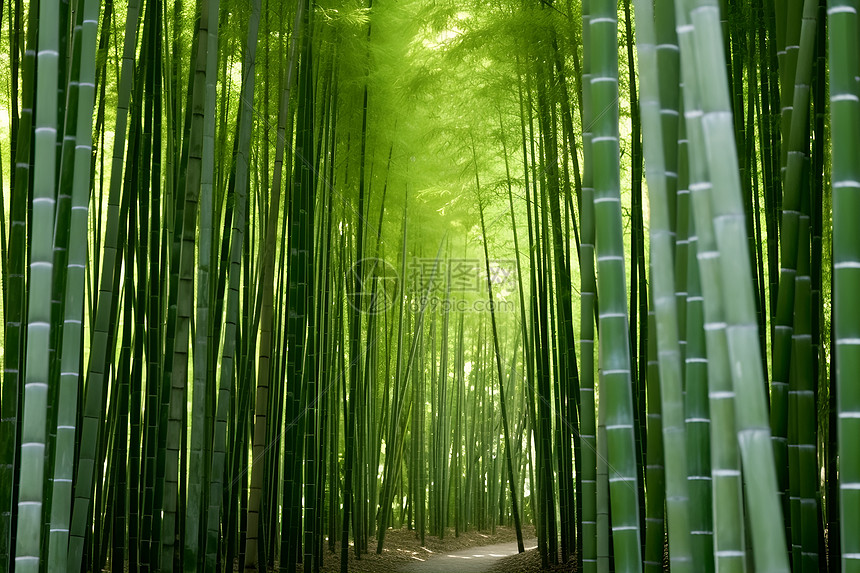 绿意葱茏的竹林小径图片