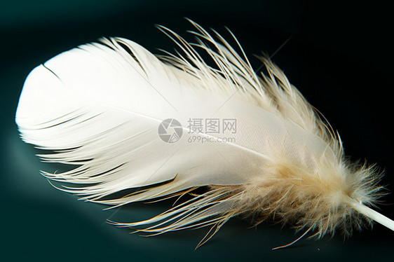 白色的羽毛图片