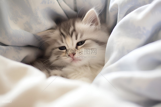 白色小猫在床上睡觉图片