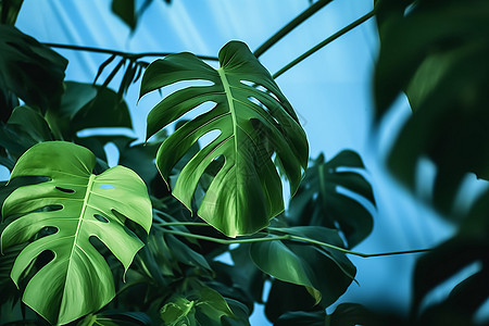 清新绿意的热带植物背景图片