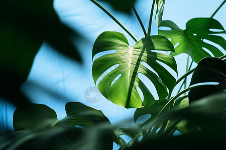 绿意盎然的热带植物背景图片