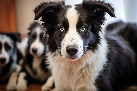 一群牧羊犬图片