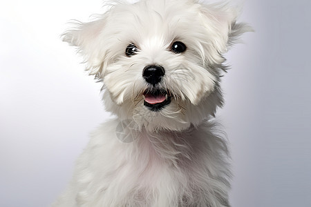 可爱的宠物狗在白色背景前图片