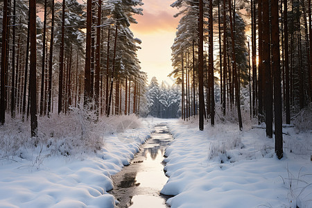 冬日森林雪白的地面图片