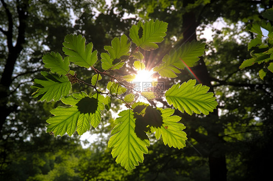 枝干上的绿叶图片