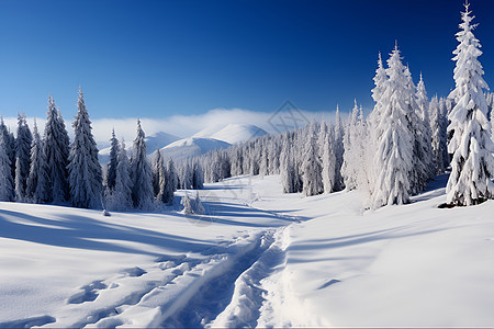 山坡上的树林和冰雪图片