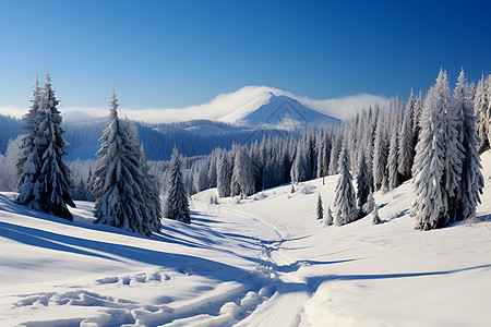 山坡上的森林和雪地背景图片