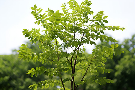 手绘树叶绿色植株背景