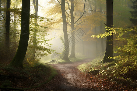 迷雾中的森林背景图片