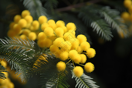 树上的花色花朵细节图片