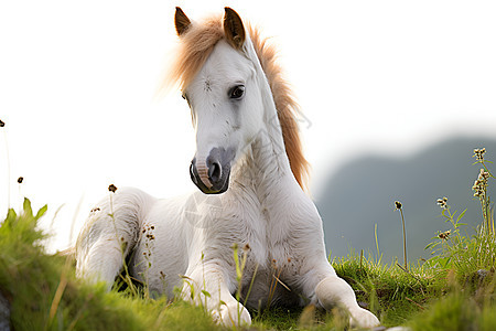大草原上躺着一匹白马图片