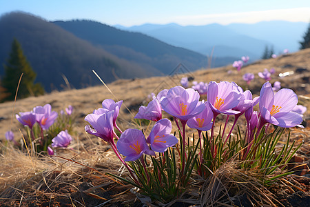 报春花紫色花朵盛开背景
