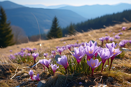 山脉中一片紫色盛开的花海图片