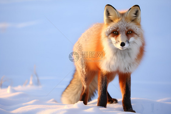 冬天里一只红狐图片
