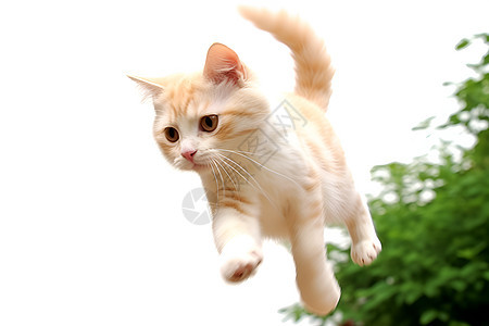 跳跃的小猫图片