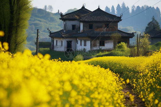 田间黄花中的一座房子图片