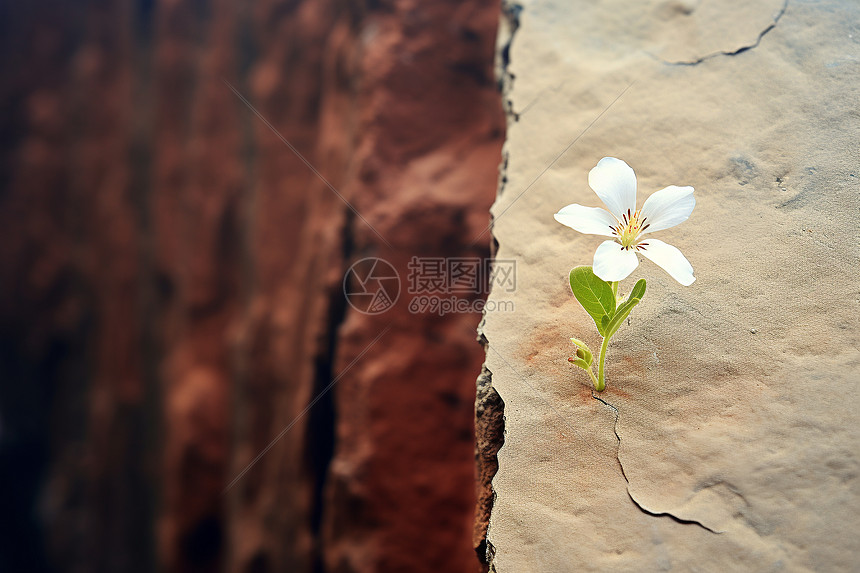 砖墙中的小白花图片