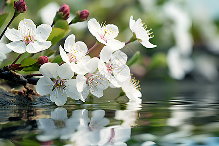 清泉晶莹花开图片