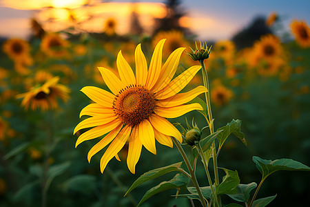 夕阳下黄色的向日葵背景图片