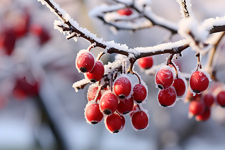 冰雪覆盖的枝头图片