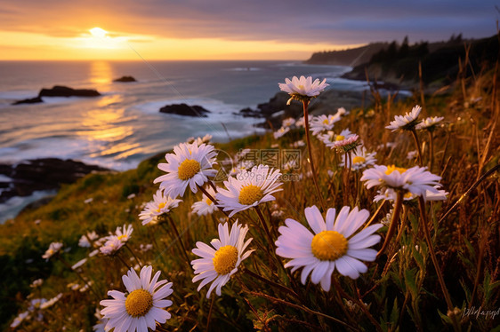 海边夕阳下的一丛雏菊图片
