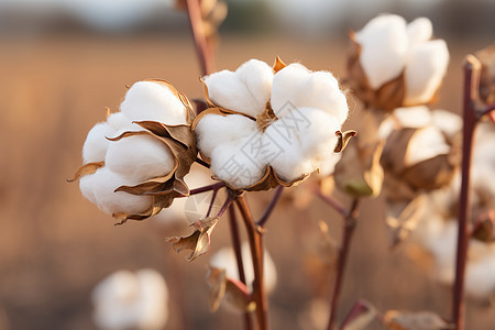 棉花植物近景图片