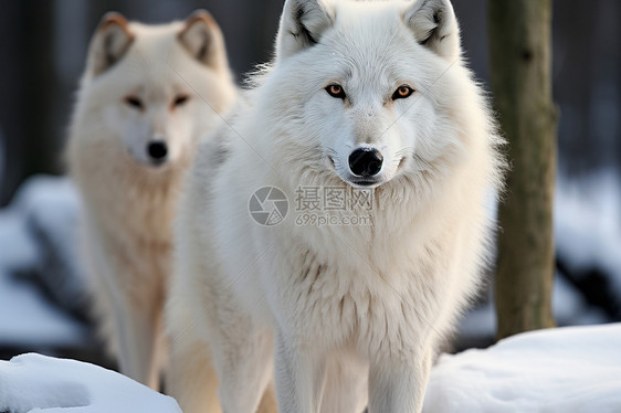 两只白色朵狼在雪地中图片