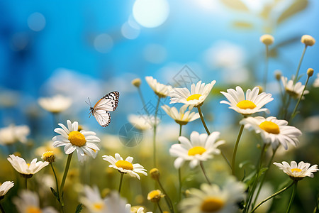 蝴蝶在花朵上飞行高清图片