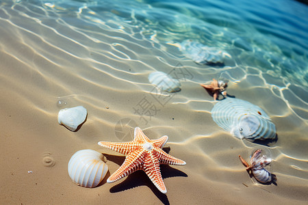 海滩上有一群海星和贝壳背景图片