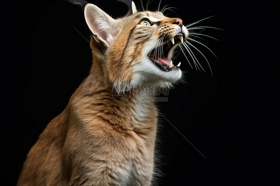 黑色背景下的猫咪图片