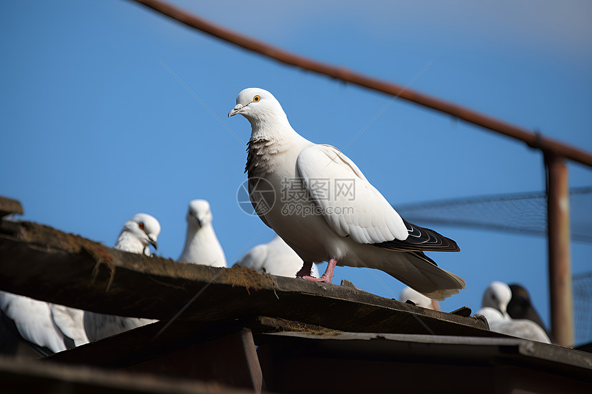 户外房顶上的鸽子高清图片下载-正版图片600942593-摄图网