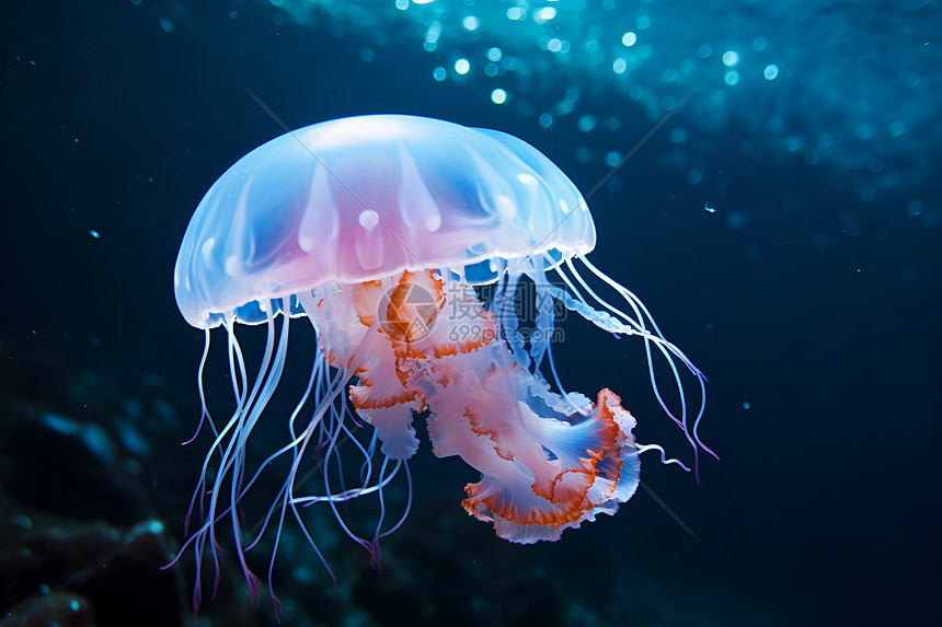 海底中游荡的水母图片