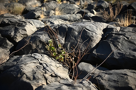 石头中生长的植物图片