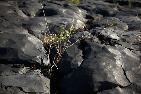 岩石中的植物图片