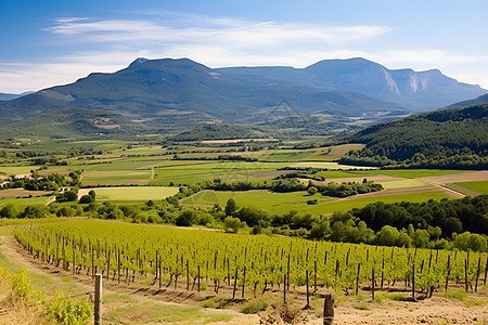 山谷中的葡萄果园背景图片