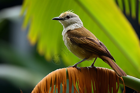 国家保护动物的鸟儿背景图片
