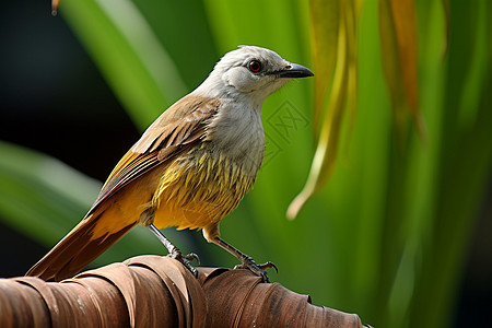 热带丛林中的鸟儿图片