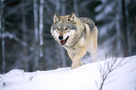 雪地中的狼动物图片