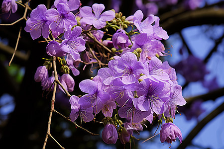 春季花园中绽放的丁香花花朵图片