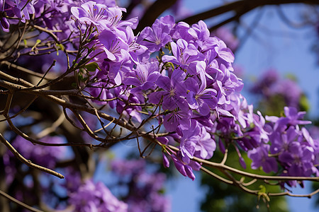 花园中绽放的丁香花花朵图片