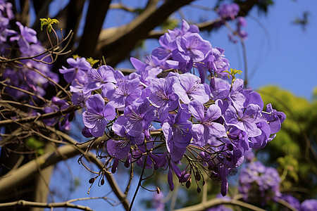 美丽绽放的丁香花花朵背景图片