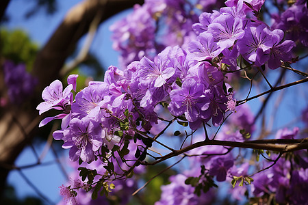 花园中绽放的丁香花花朵高清图片