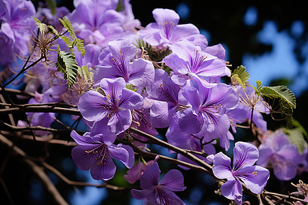 清新自然的丁香花花海图片