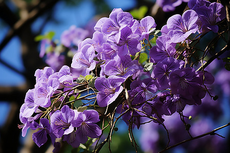 春季花园中绽放的丁香花花朵图片