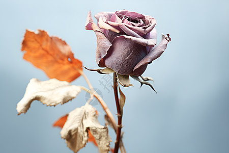 枯萎的玫瑰花朵图片
