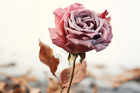 枯萎的美丽玫瑰图片